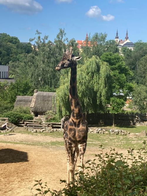 Výlet ZOO Jihlava